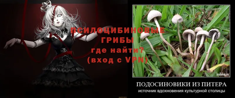 закладки  blacksprut   Галлюциногенные грибы ЛСД  Губкин 